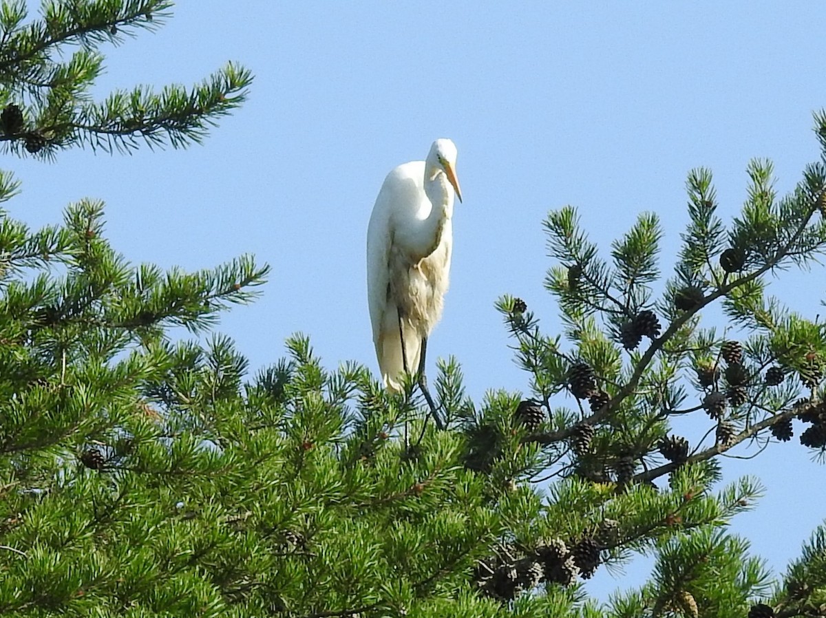 Great Egret - ML622126621