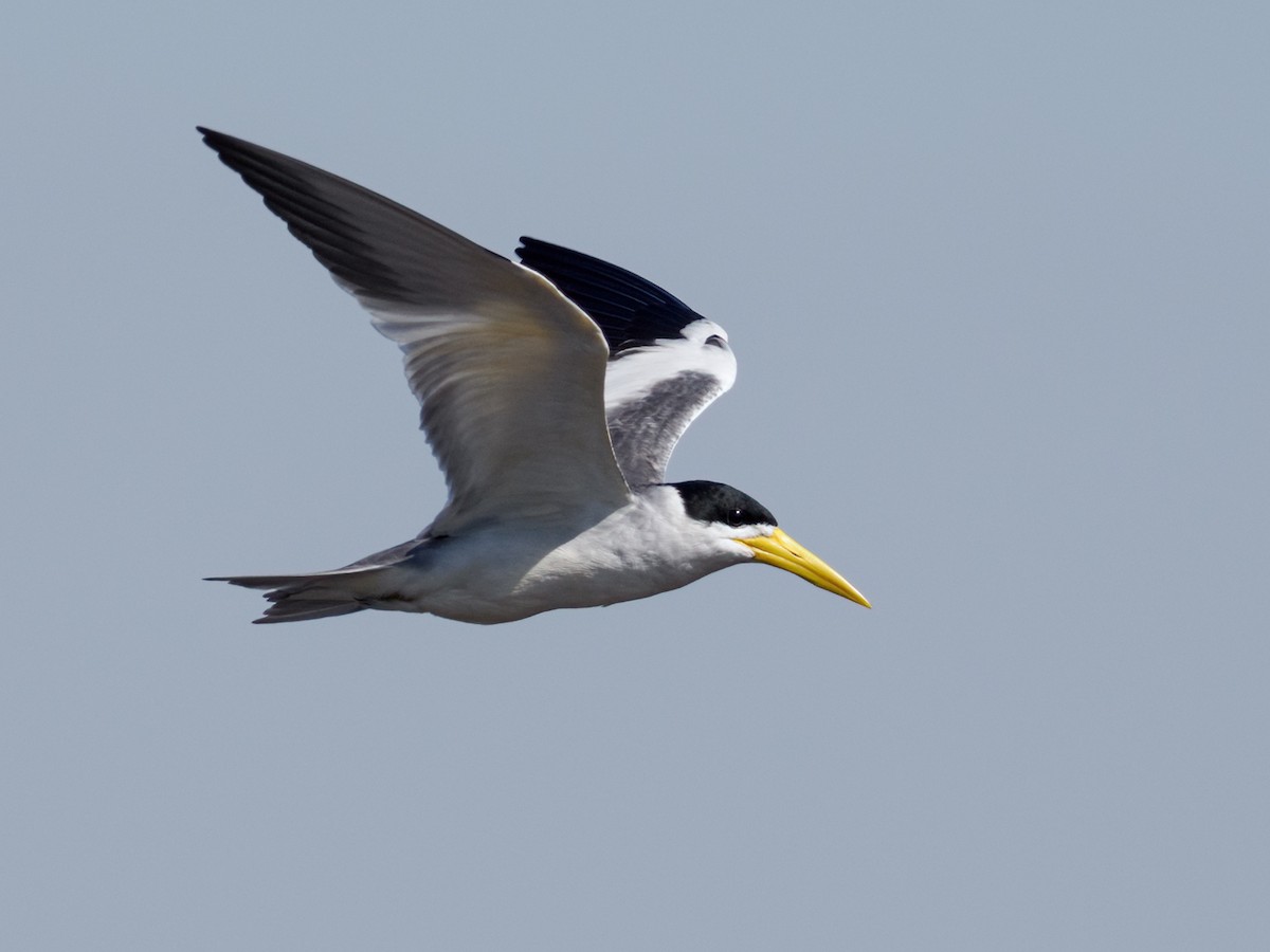 Large-billed Tern - ML622126622