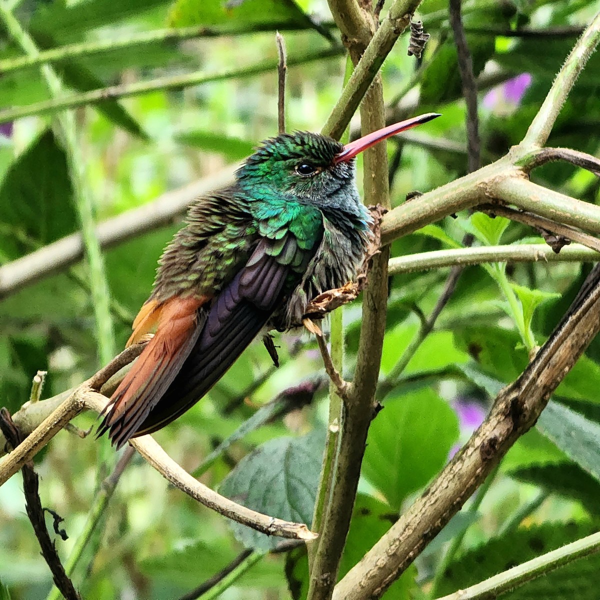 Rufous-tailed Hummingbird - Juan Carlos Mendez