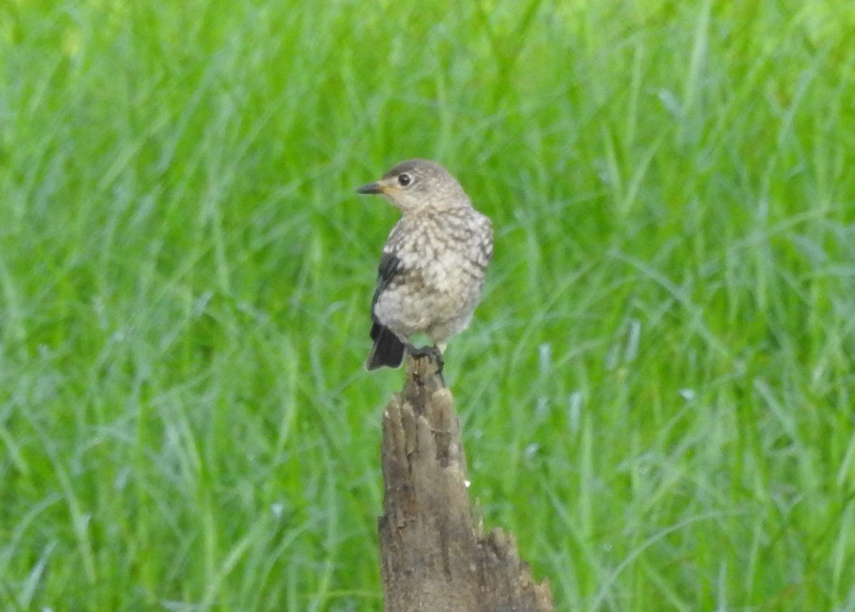 Eastern Bluebird - ML622126624