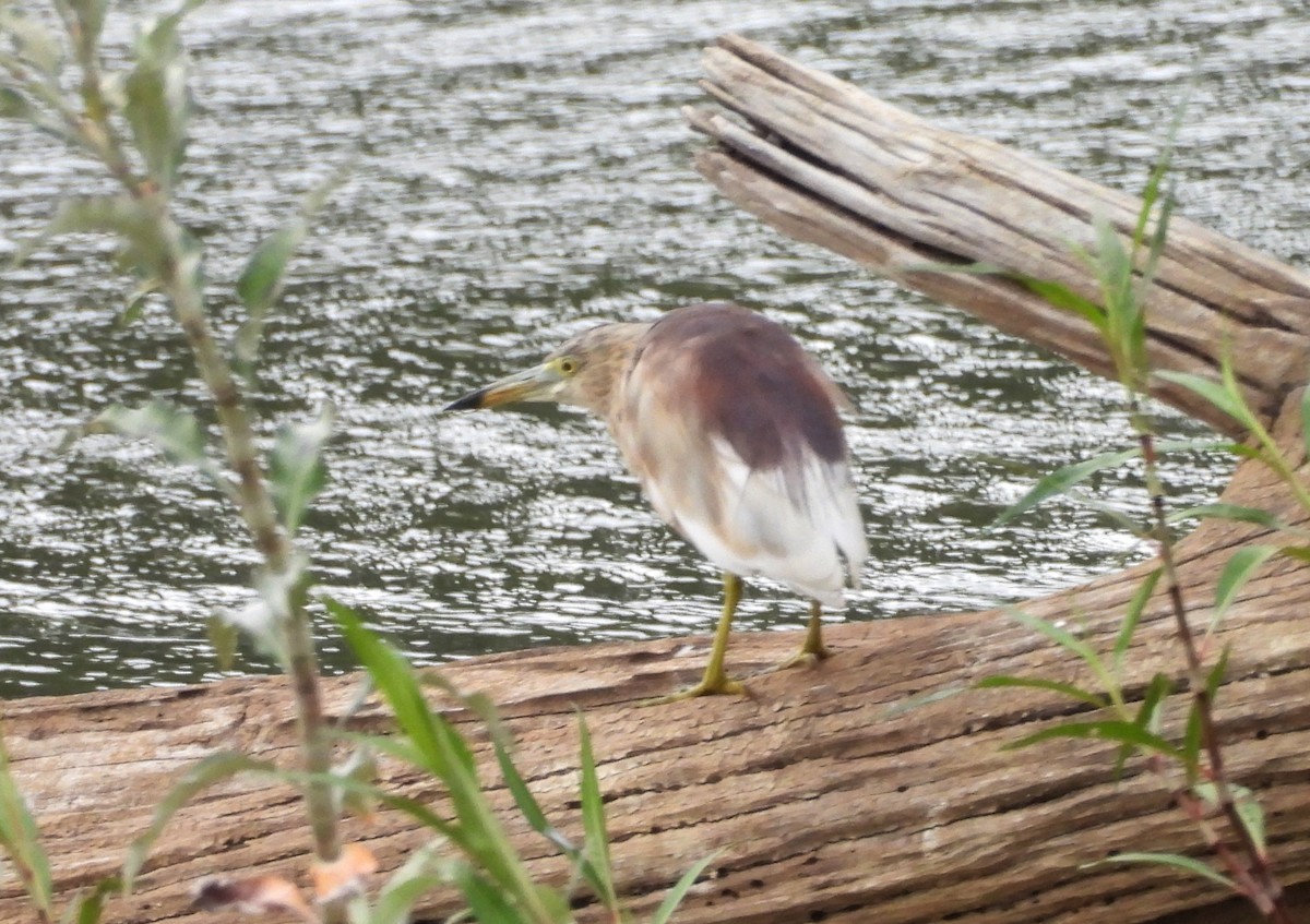 Indian Pond-Heron - ML622126626