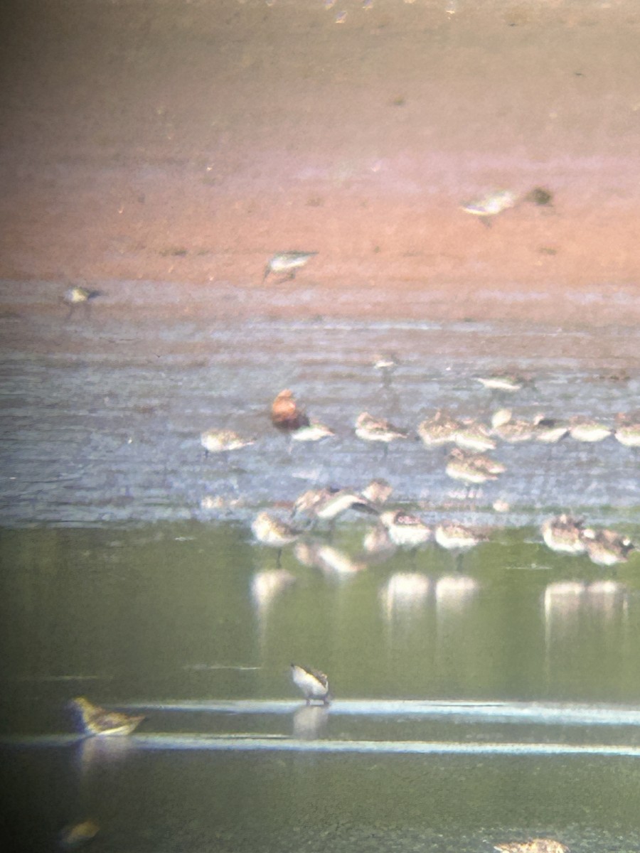 Curlew Sandpiper - ML622126627