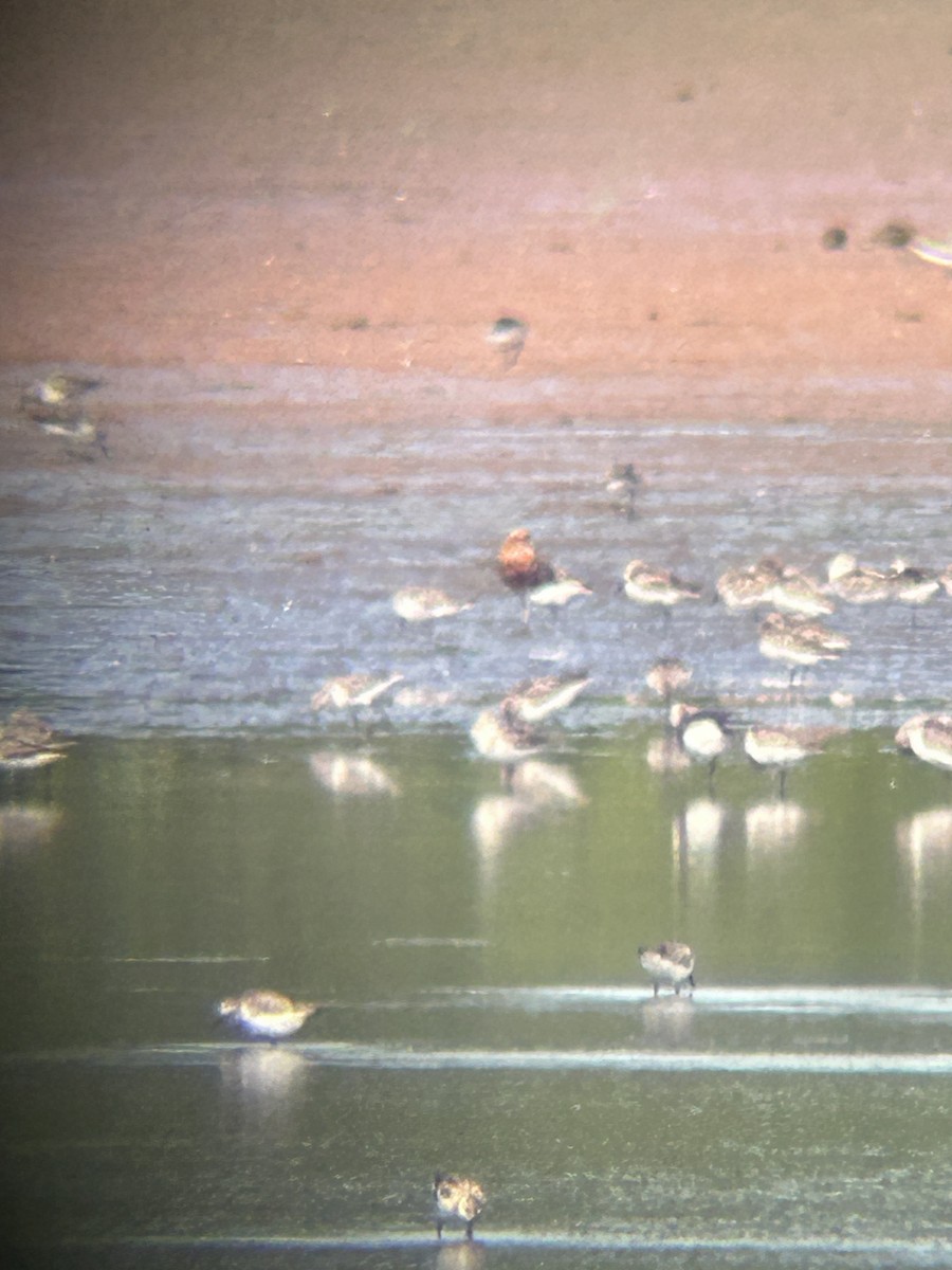 Curlew Sandpiper - ML622126628