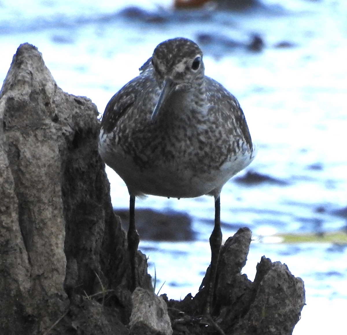 Solitary Sandpiper - ML622126629