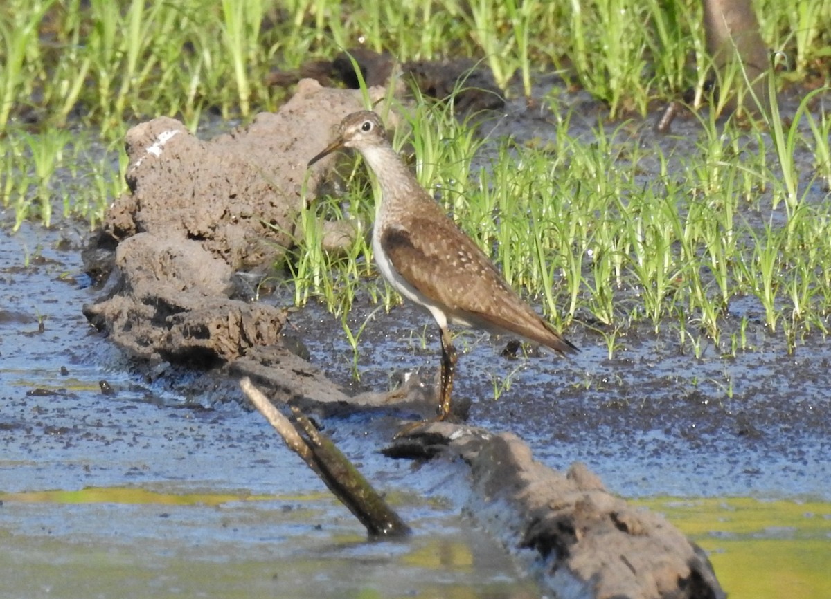 Solitary Sandpiper - ML622126630