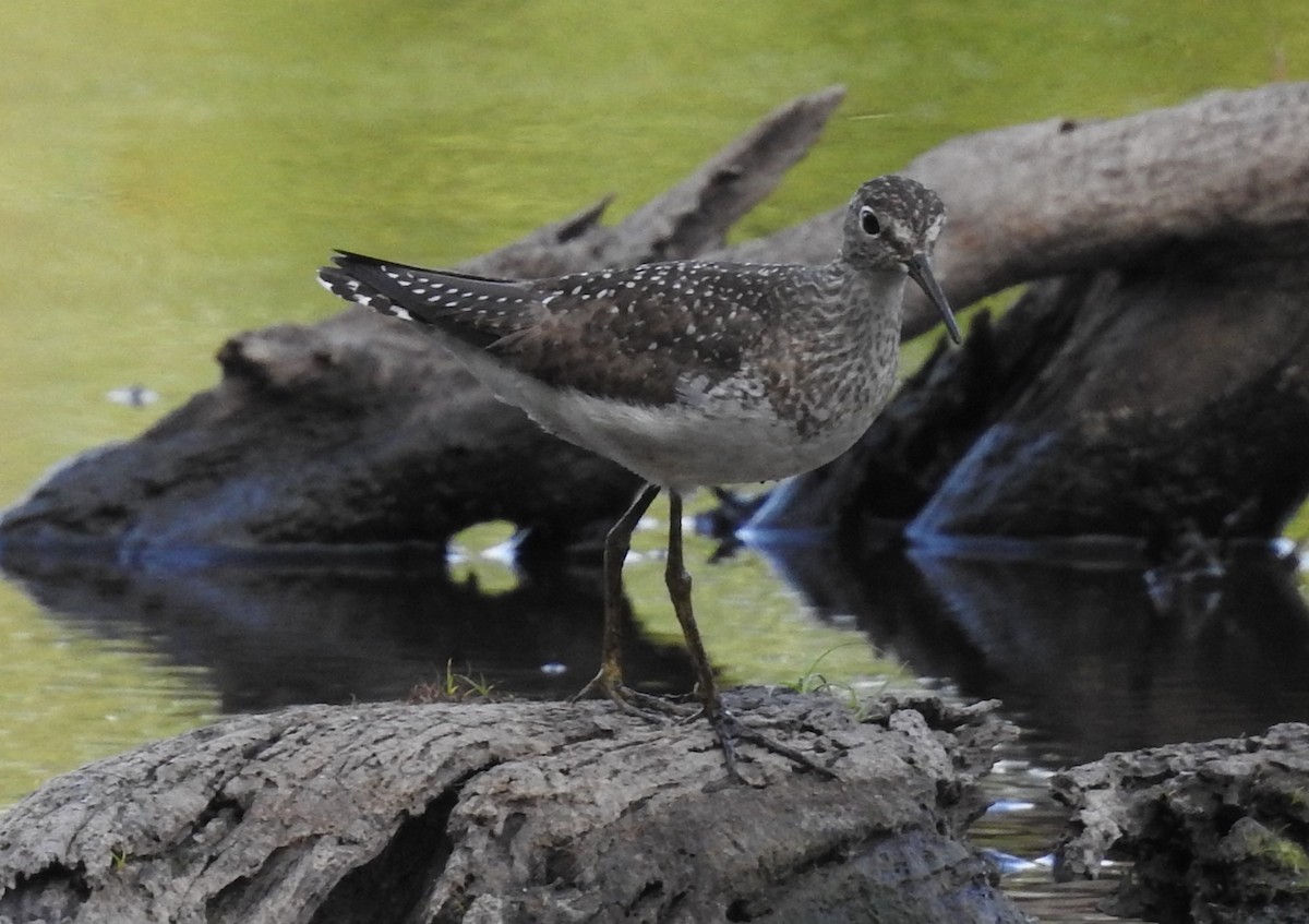 Solitary Sandpiper - ML622126631