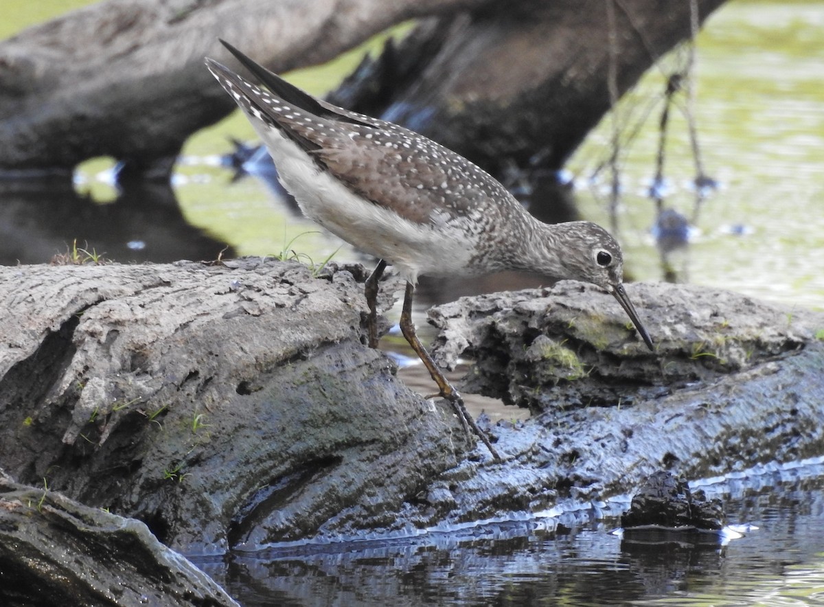 Solitary Sandpiper - ML622126632