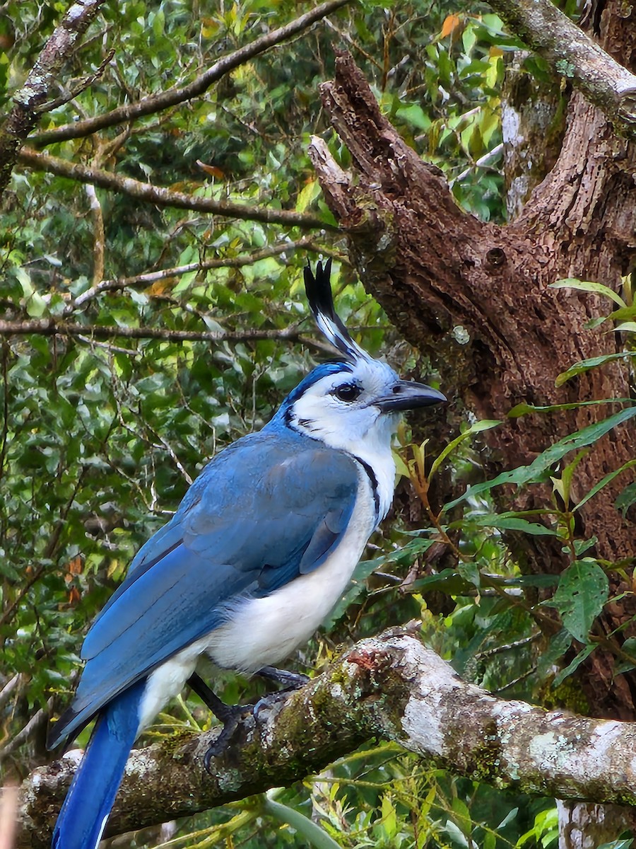 White-throated Magpie-Jay - ML622126633