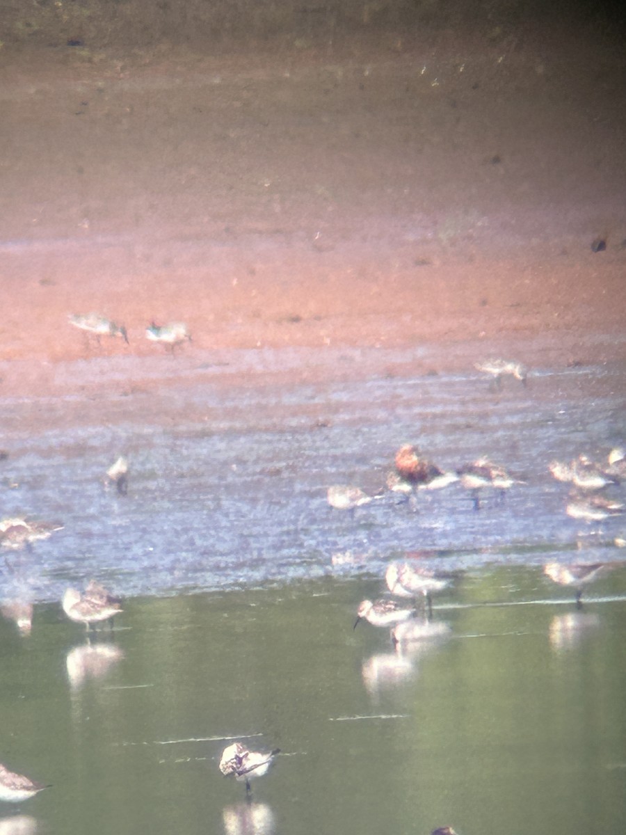 Curlew Sandpiper - ML622126634