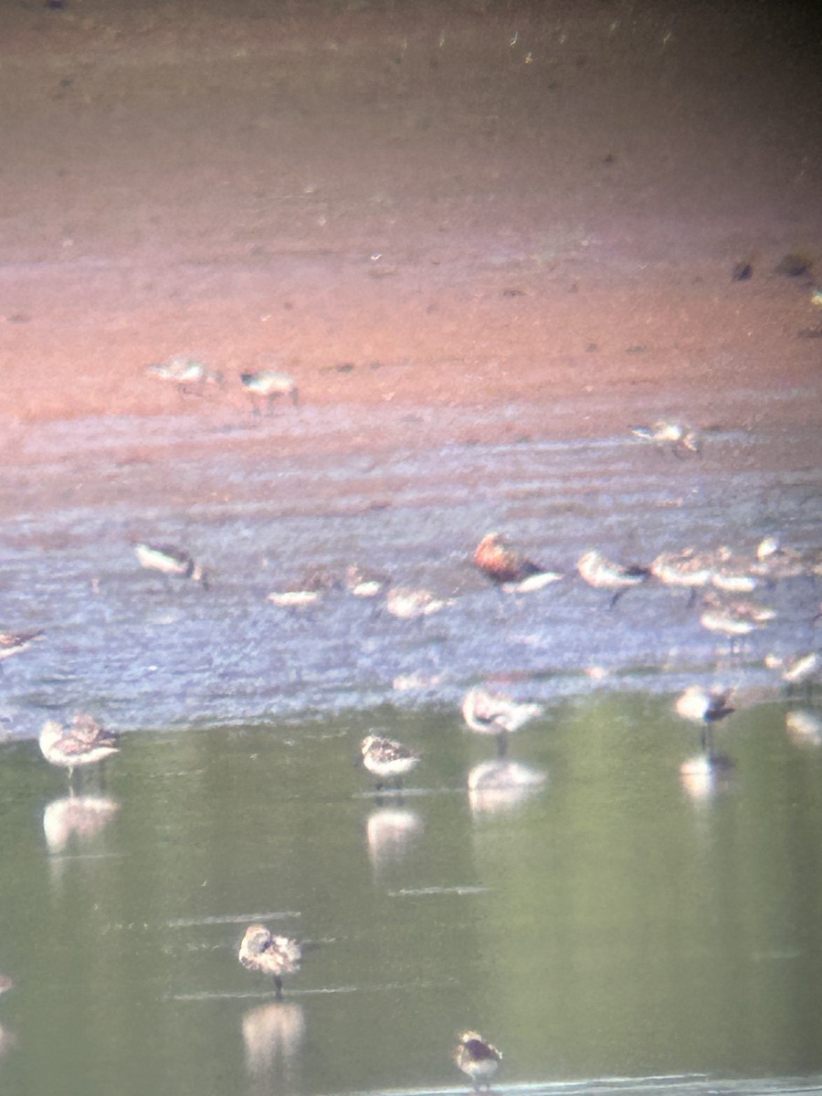 Curlew Sandpiper - ML622126635