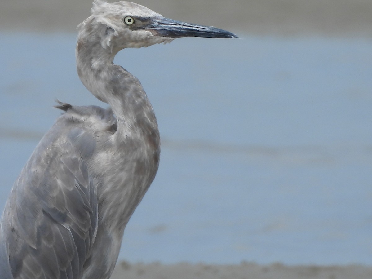 Reddish Egret - ML622126636