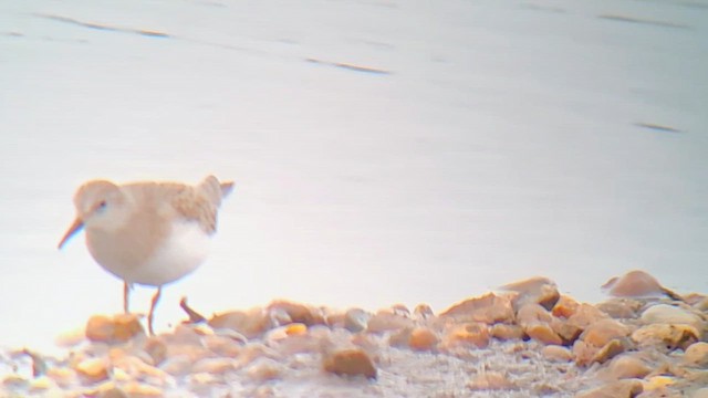 Temminck's Stint - ML622126665