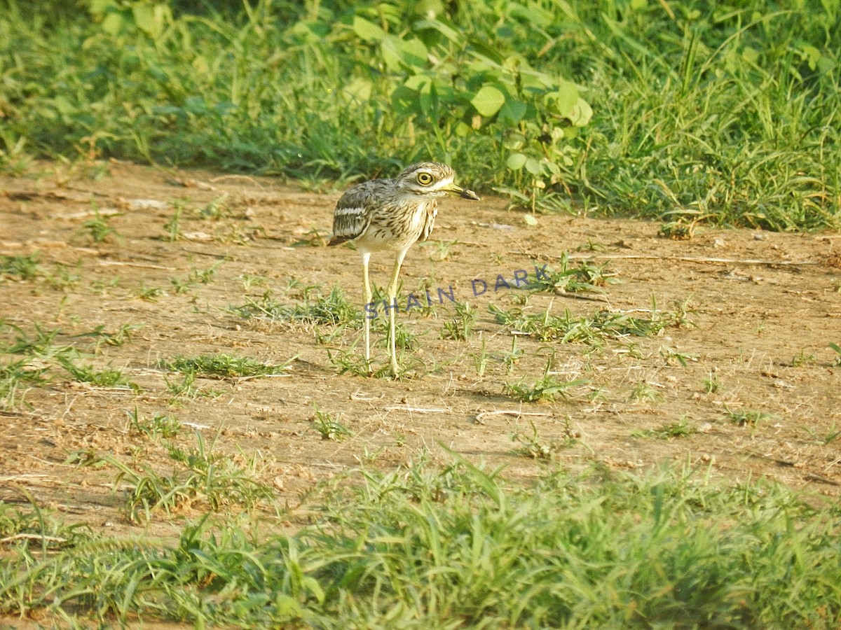 Indian Thick-knee - Shain Dark