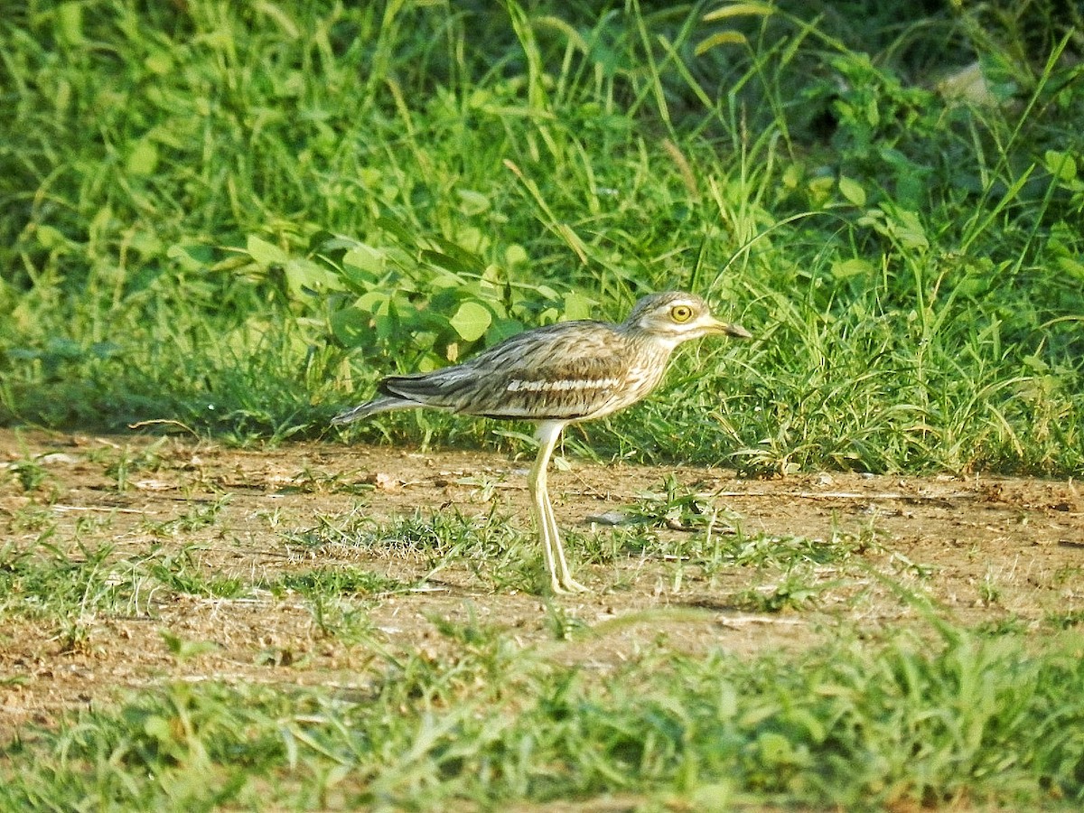 Indian Thick-knee - ML622126697
