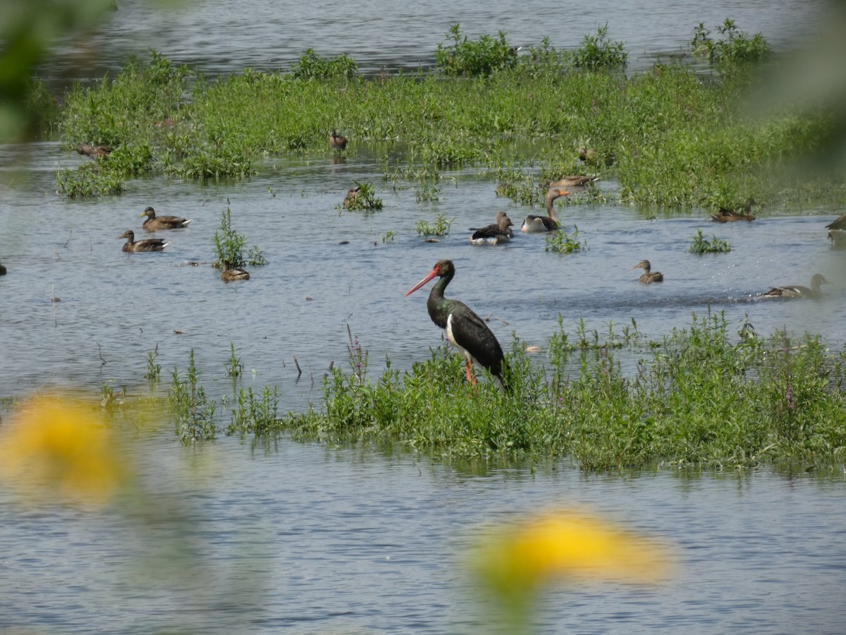 Black Stork - Frederik Albrecht