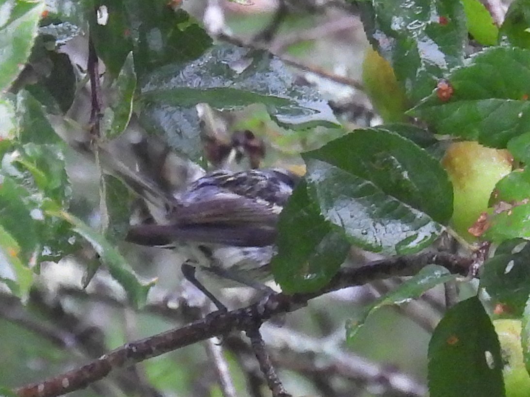 Chestnut-sided Warbler - ML622126702