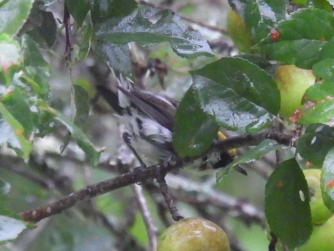 Chestnut-sided Warbler - Judy McCord