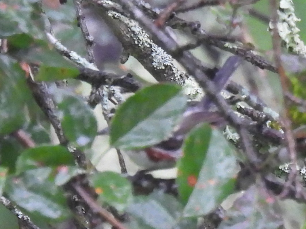 Chestnut-sided Warbler - Judy McCord