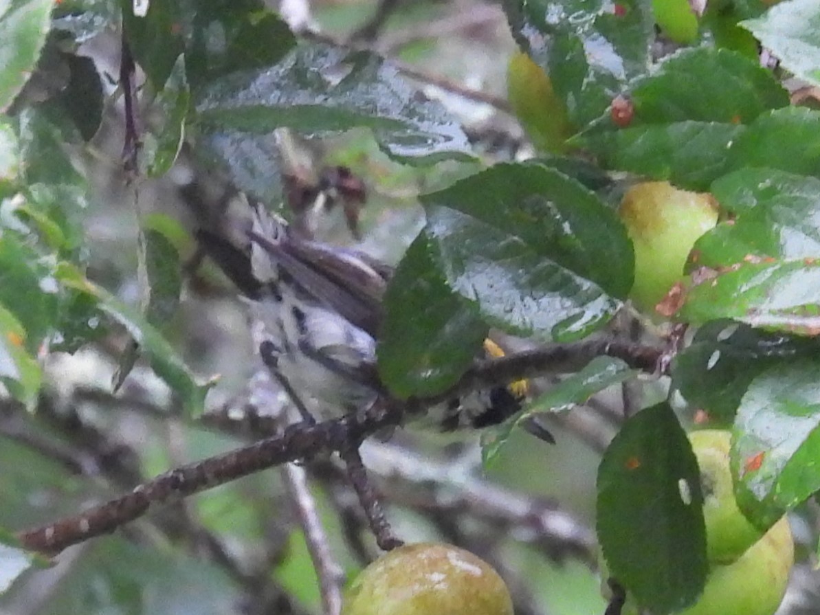 Chestnut-sided Warbler - ML622126706