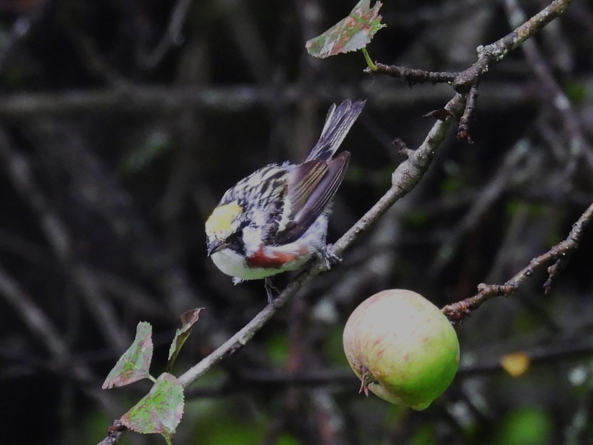 Chestnut-sided Warbler - ML622126707