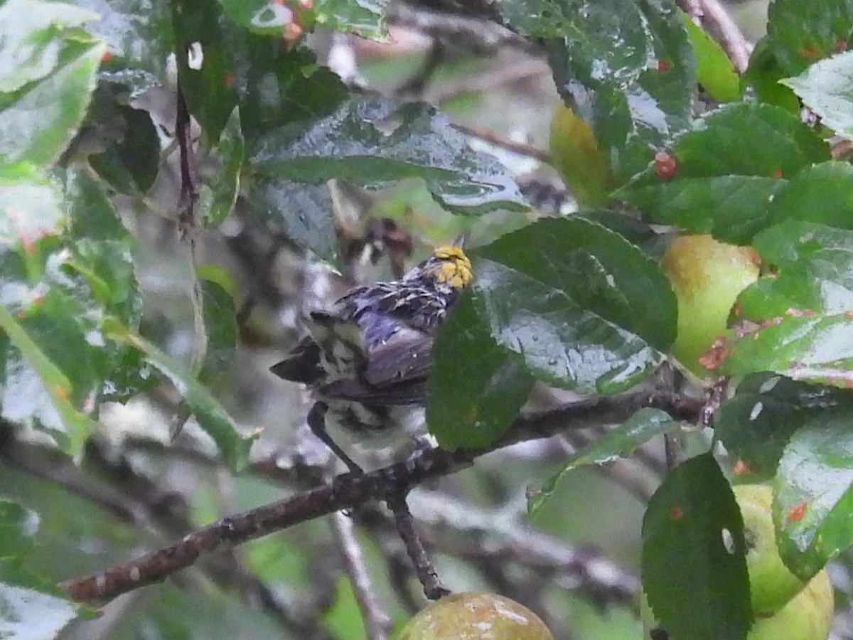 Chestnut-sided Warbler - ML622126708