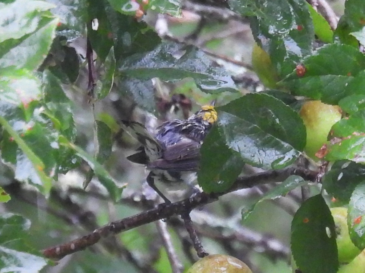 Chestnut-sided Warbler - Judy McCord