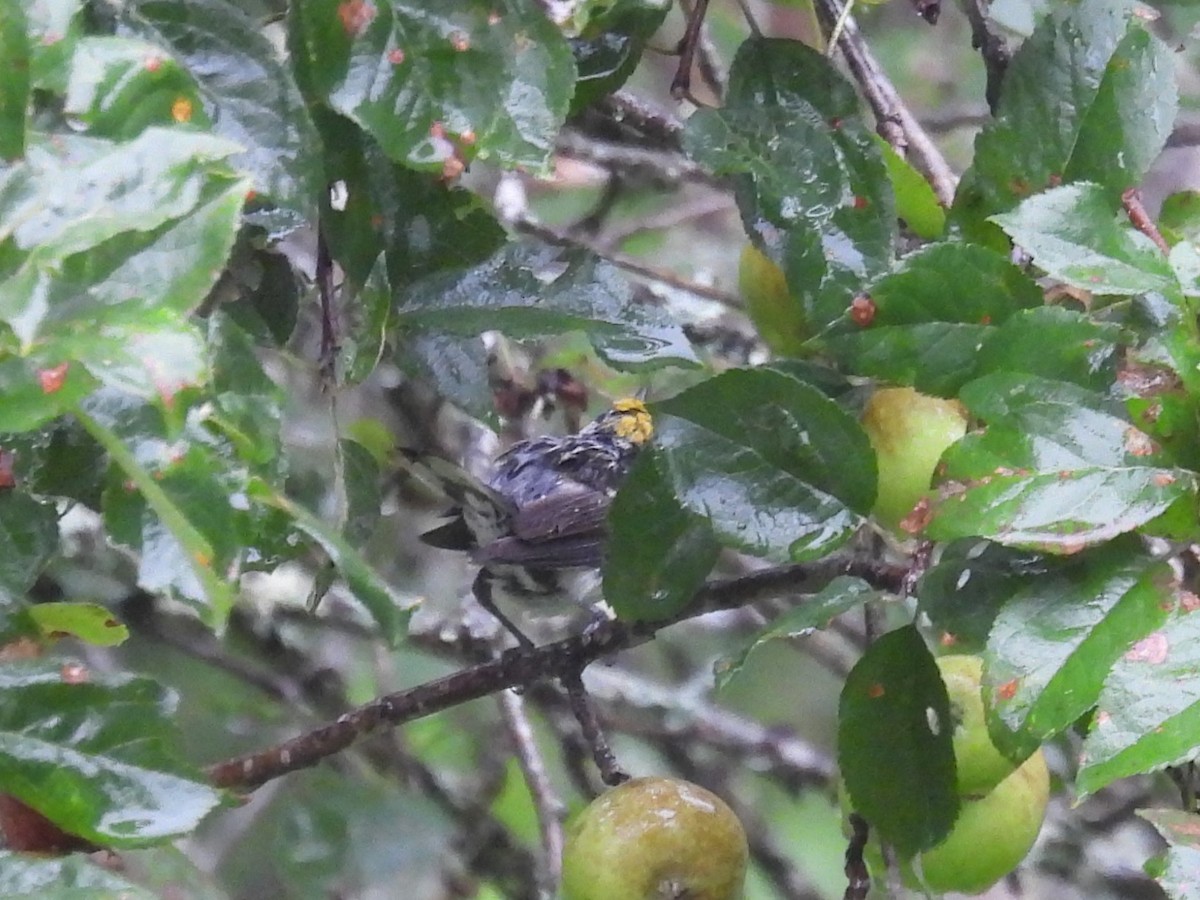 Chestnut-sided Warbler - ML622126710