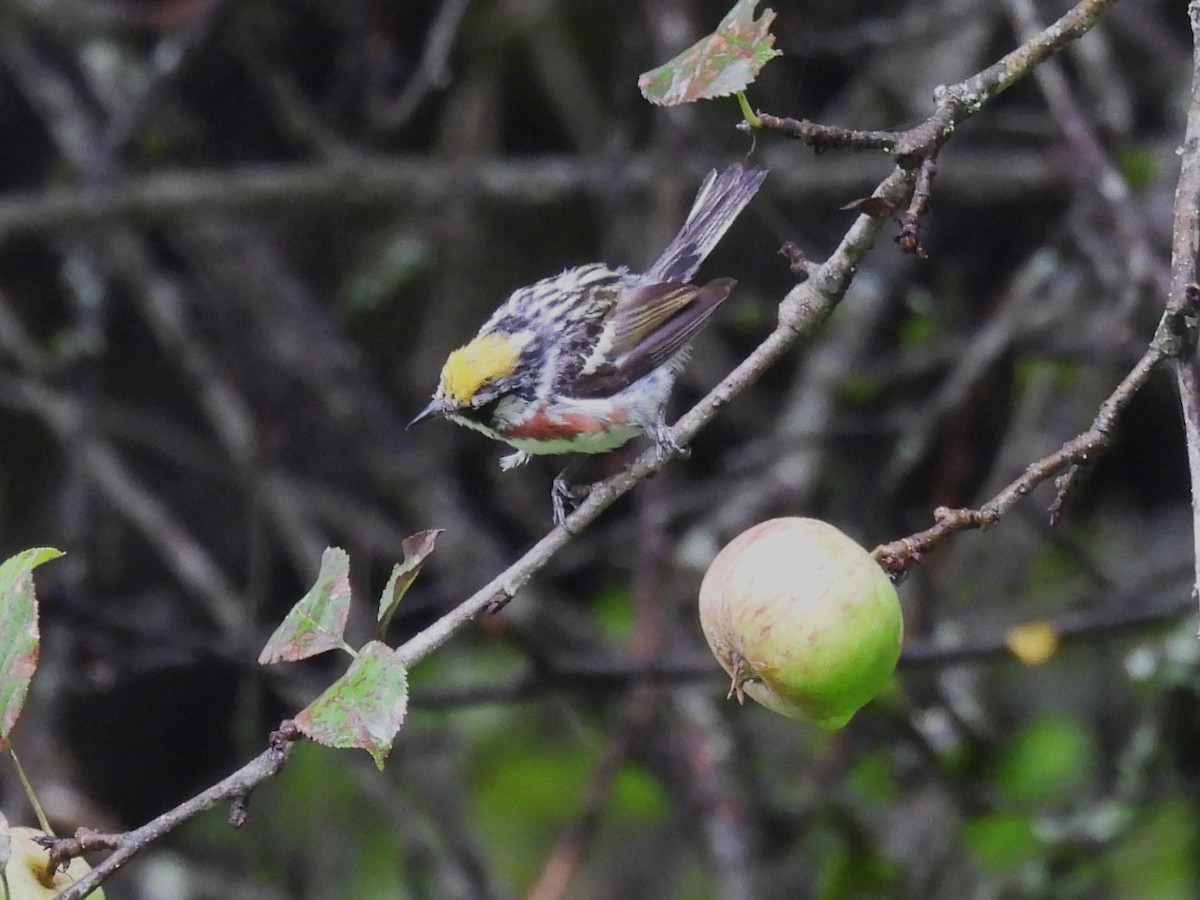 Chestnut-sided Warbler - ML622126711