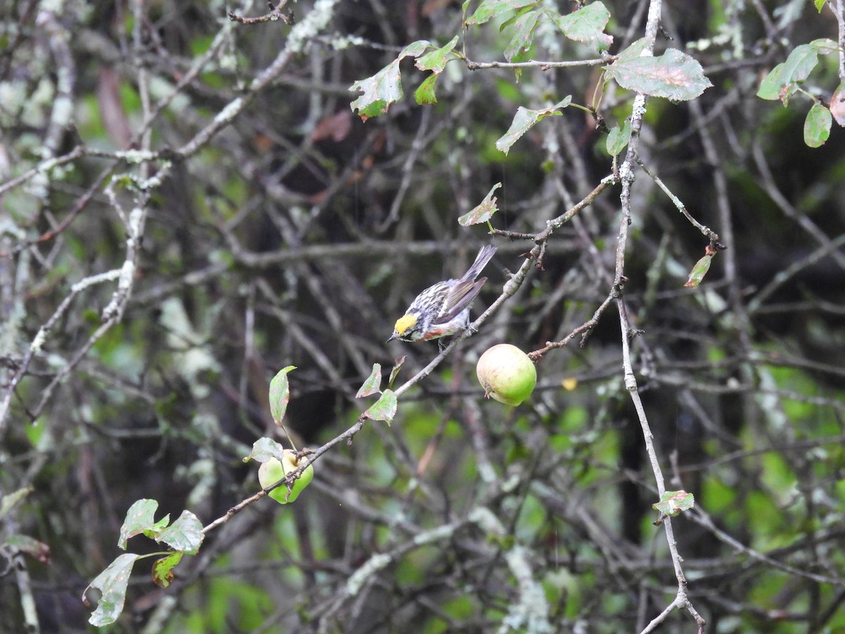 Chestnut-sided Warbler - Judy McCord