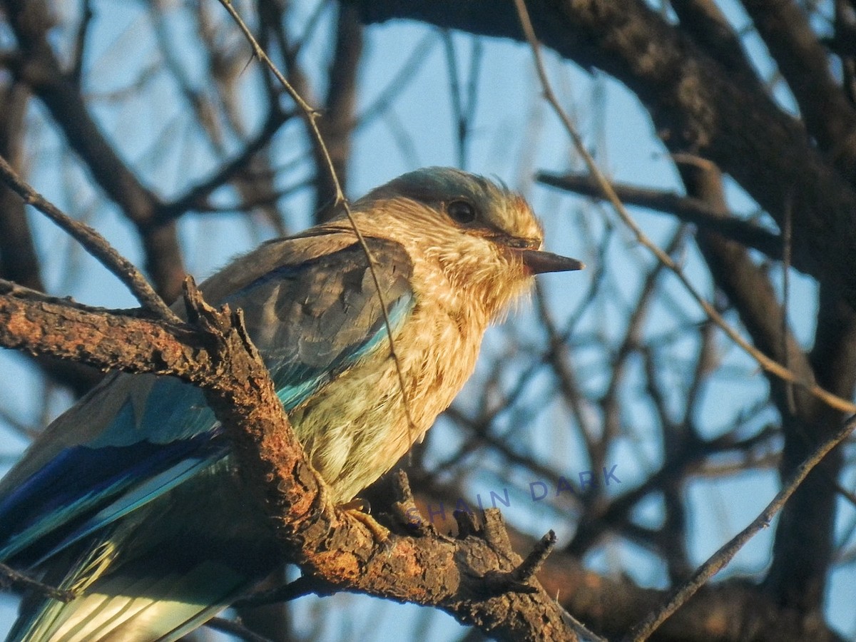 Indian Roller - ML622126713