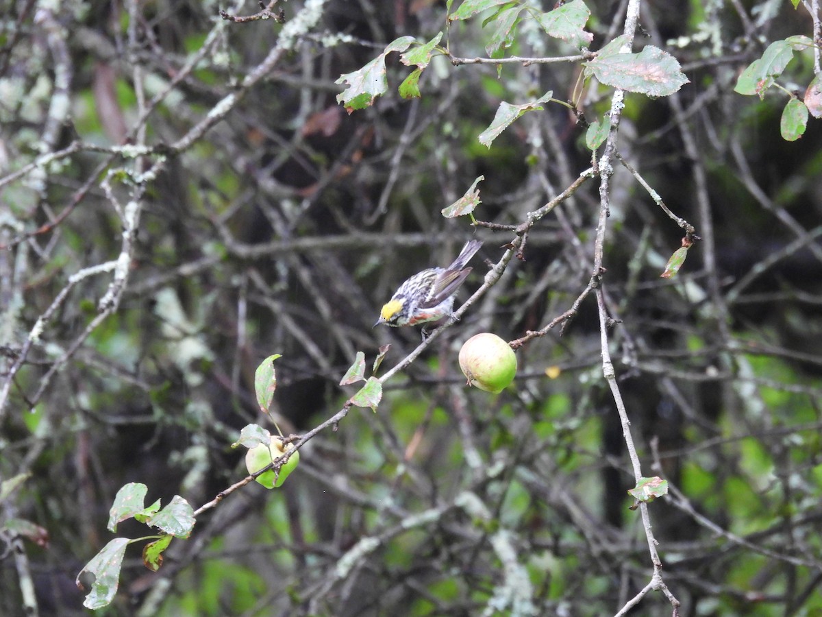 Chestnut-sided Warbler - ML622126714