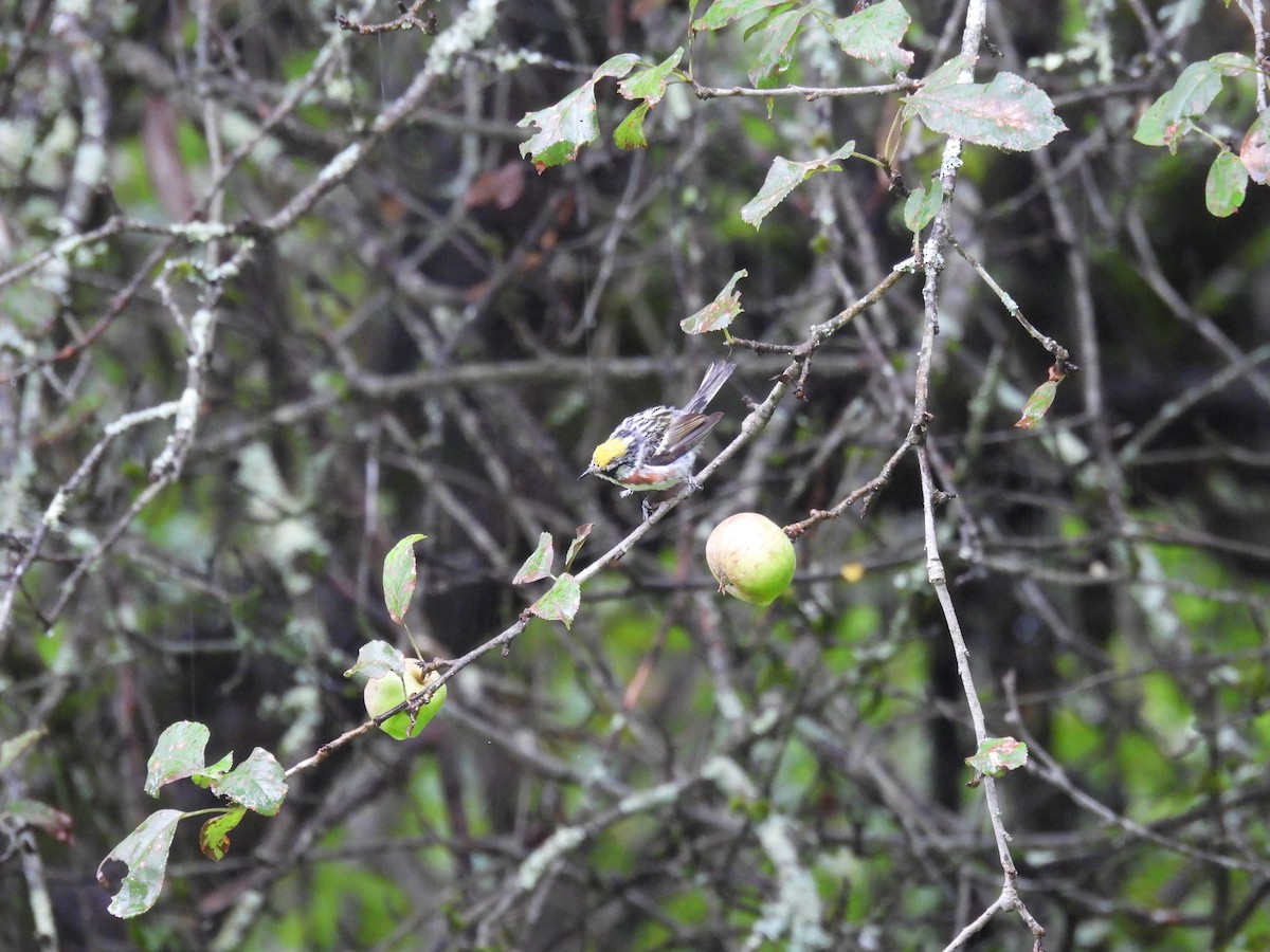 Chestnut-sided Warbler - ML622126715