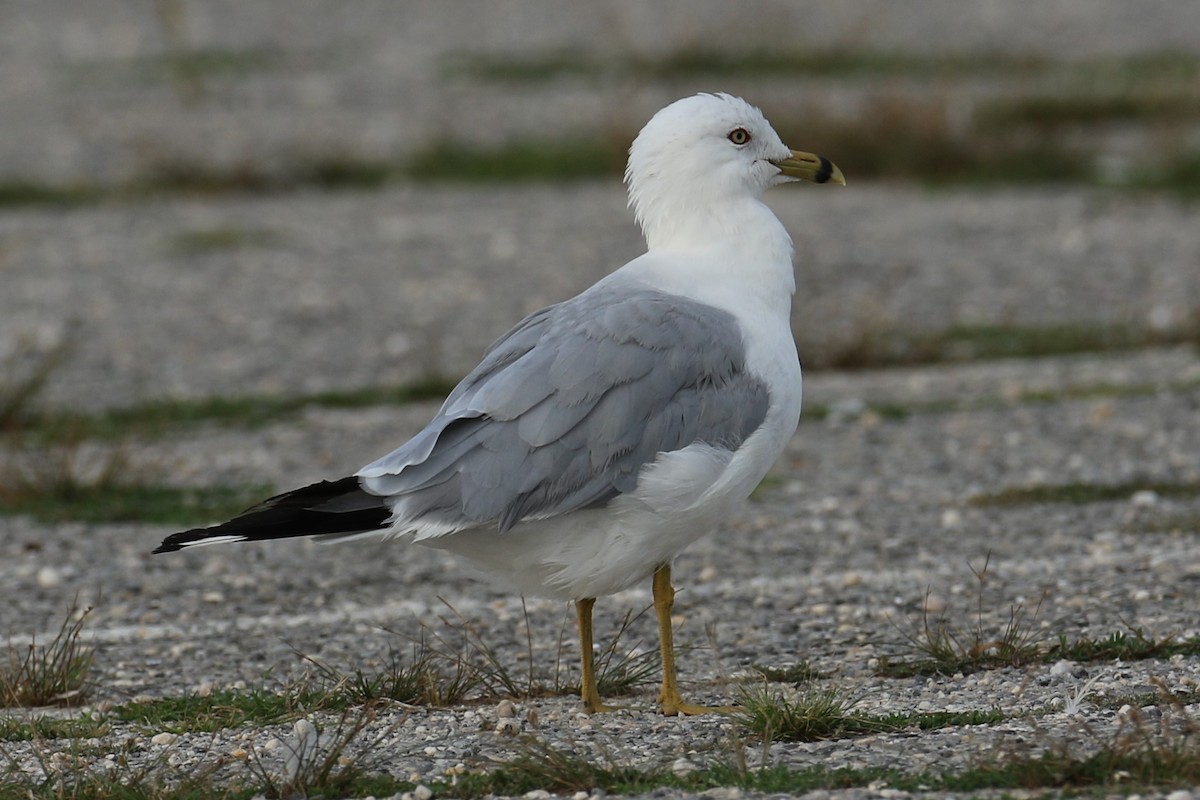 Ring-billed Gull - ML622126716