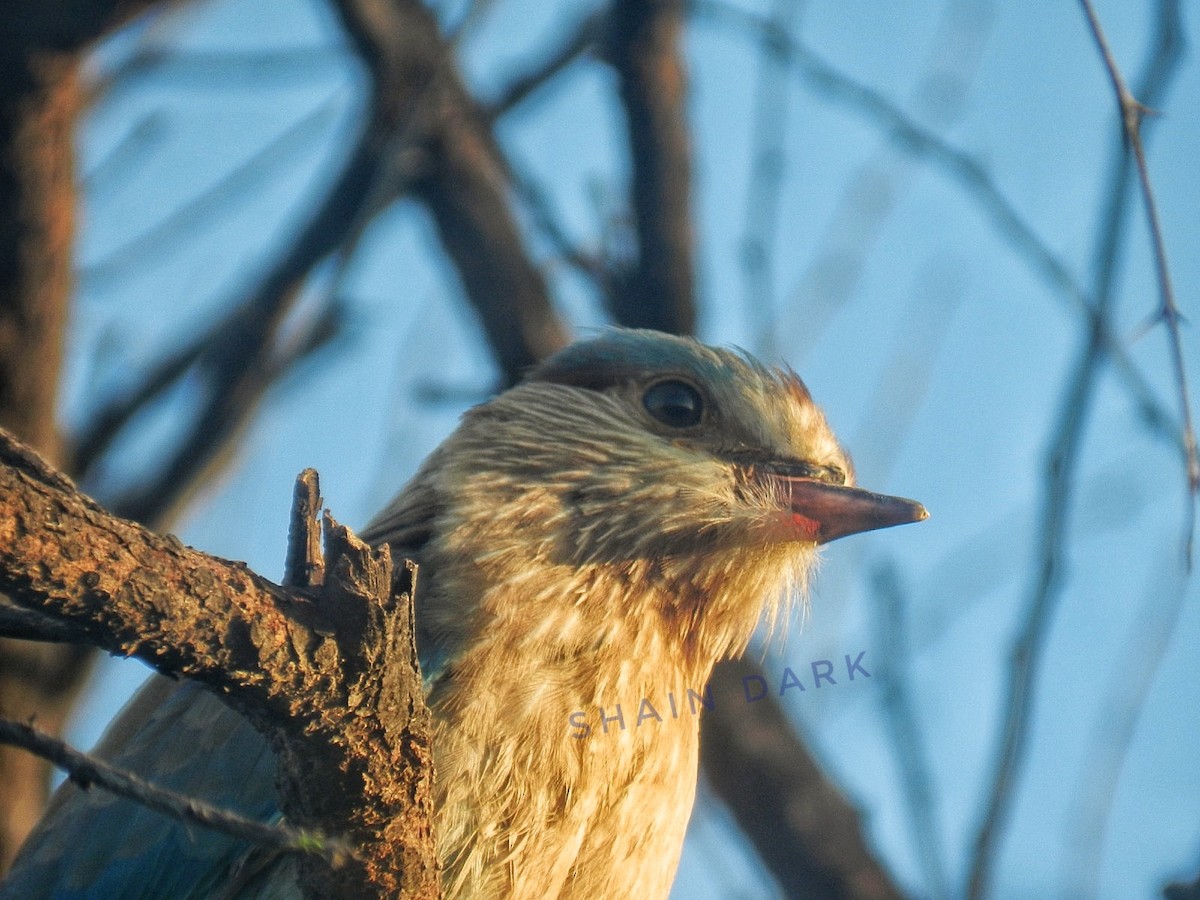 Indian Roller - ML622126717