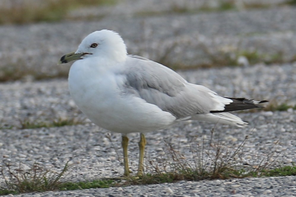 Ring-billed Gull - ML622126718