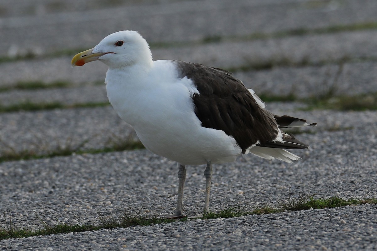 Great Black-backed Gull - ML622126726