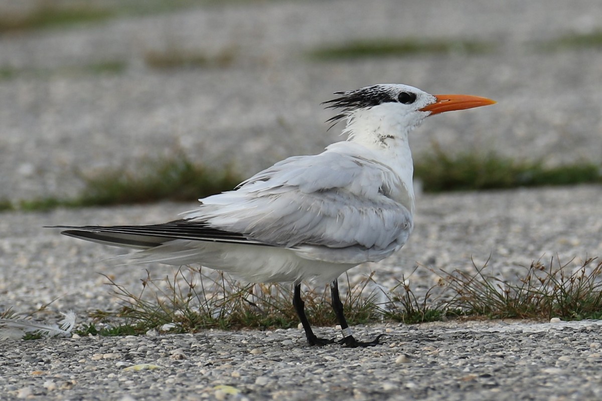 Royal Tern - michael vedder