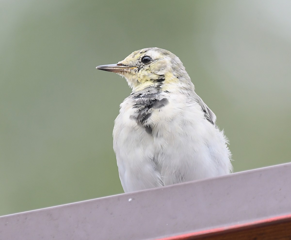 White Wagtail - ML622126745