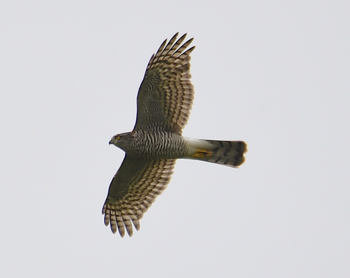 Eurasian Sparrowhawk - ML622126746