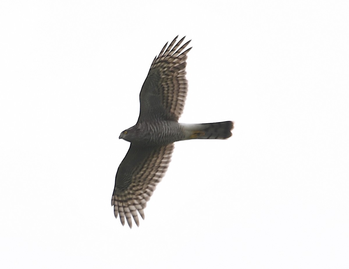 Eurasian Sparrowhawk - ML622126747