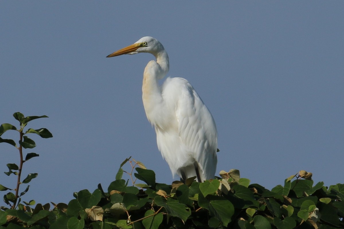 Great Egret - ML622126748