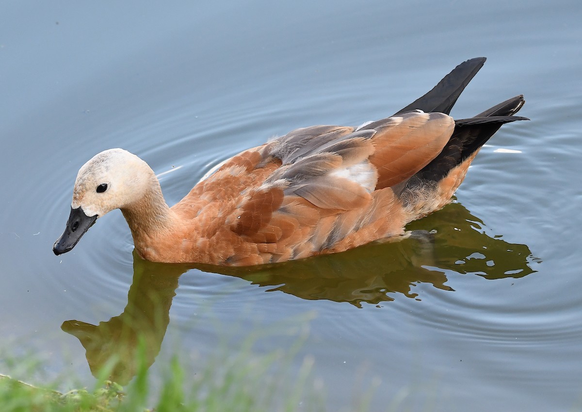 Ruddy Shelduck - ML622126749