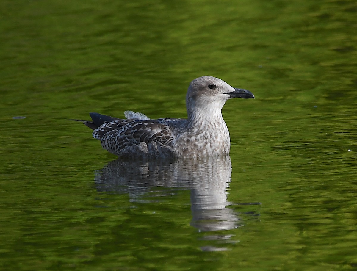 Herring Gull - ML622126754