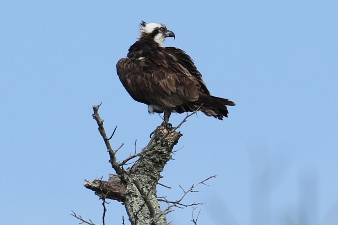 Osprey - ML622126755