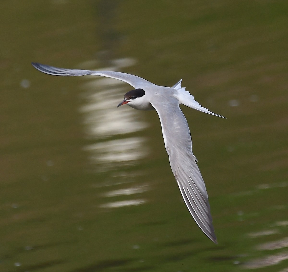 Common Tern - ML622126756