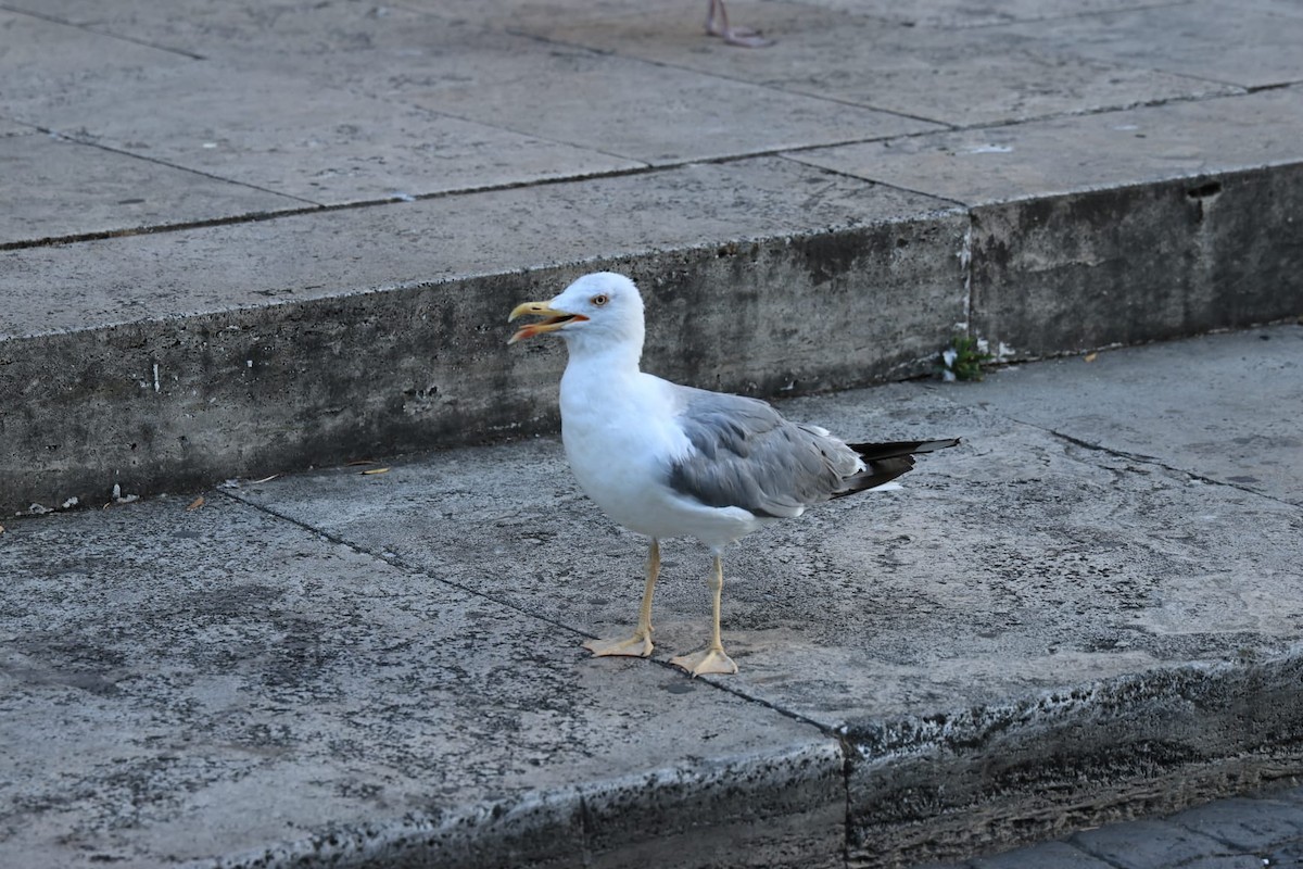 Yellow-legged Gull - ML622126757