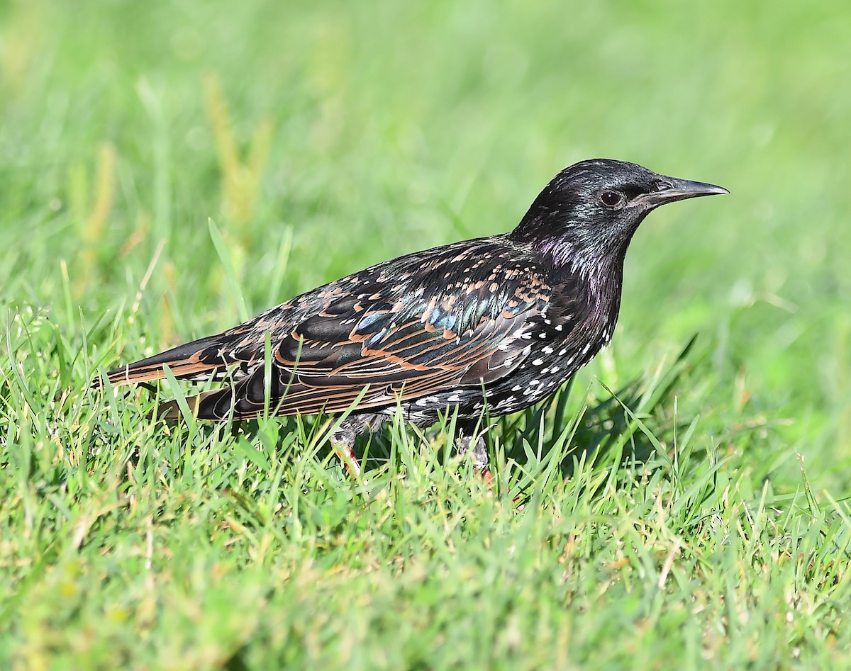 European Starling - ML622126758