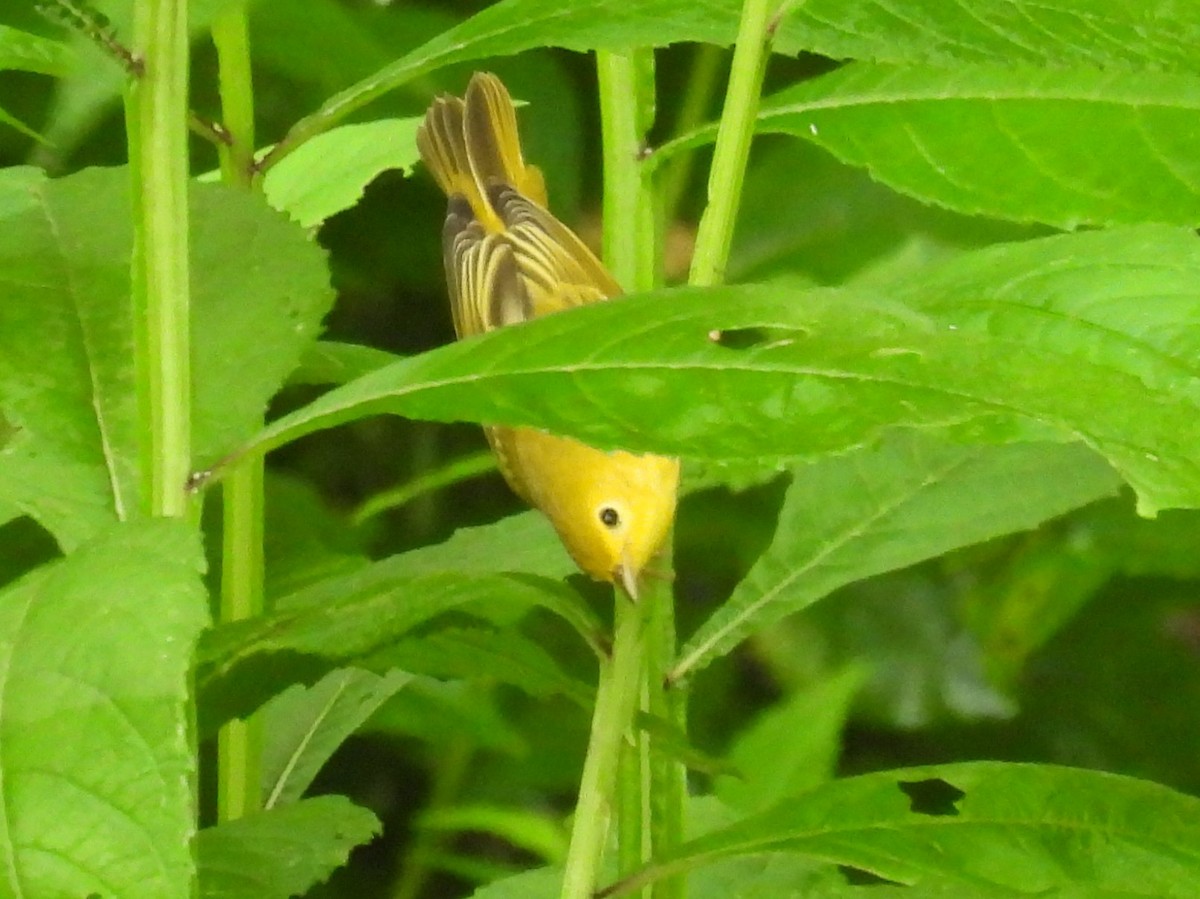 Common Yellowthroat - ML622126760