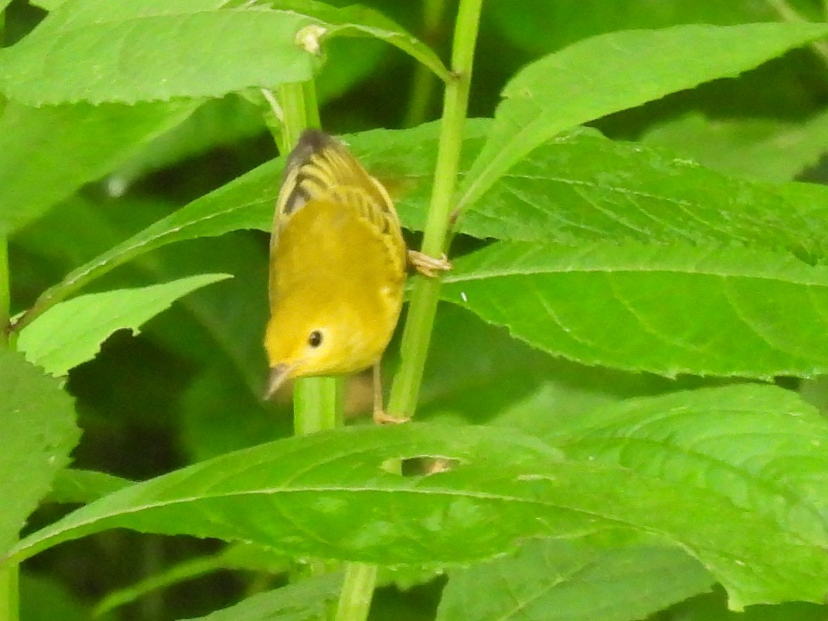 Common Yellowthroat - ML622126761