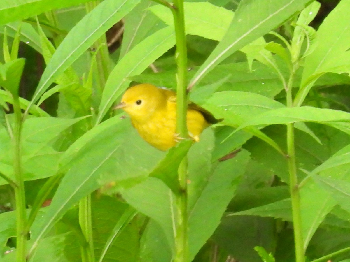 Common Yellowthroat - ML622126762